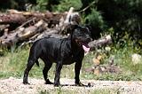 STAFFIE 402